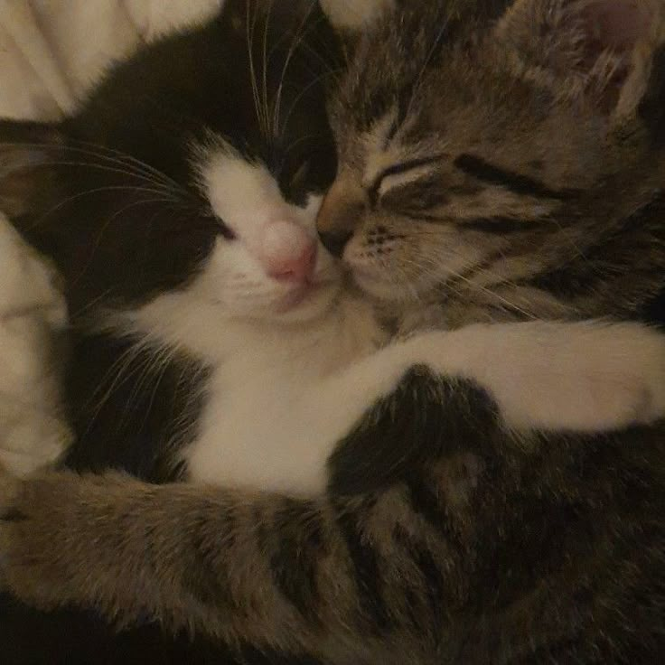 cats cuddling